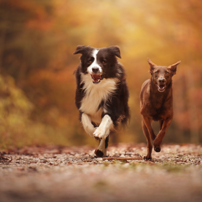 foto Medewerker dierenverzorging Honden- en Kattenhotel